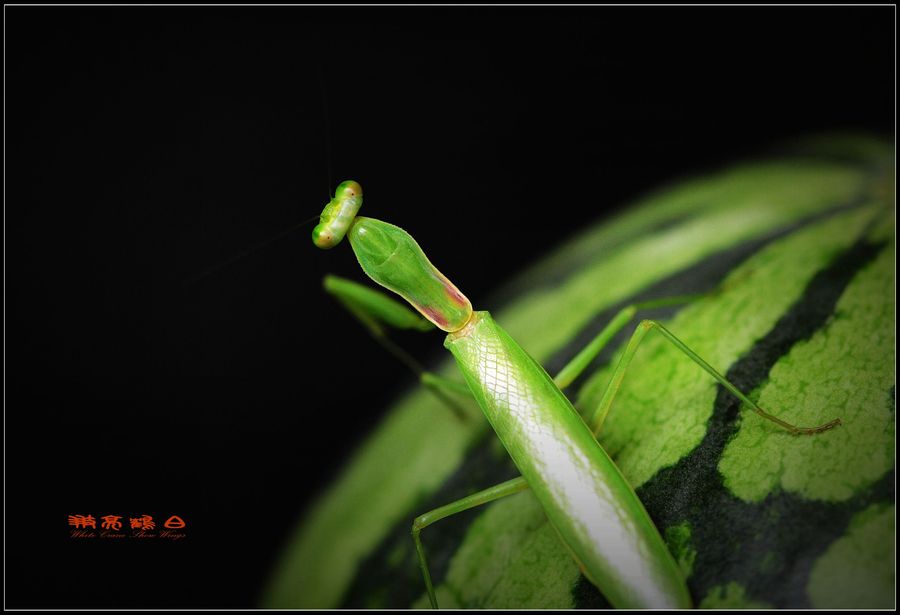 【捕虫神刀手:螳螂摄影图片】生态摄影
