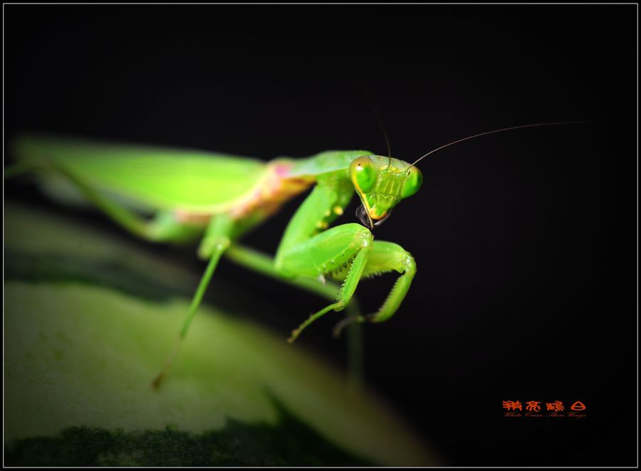 【捕虫神刀手:螳螂摄影图片】生态摄影