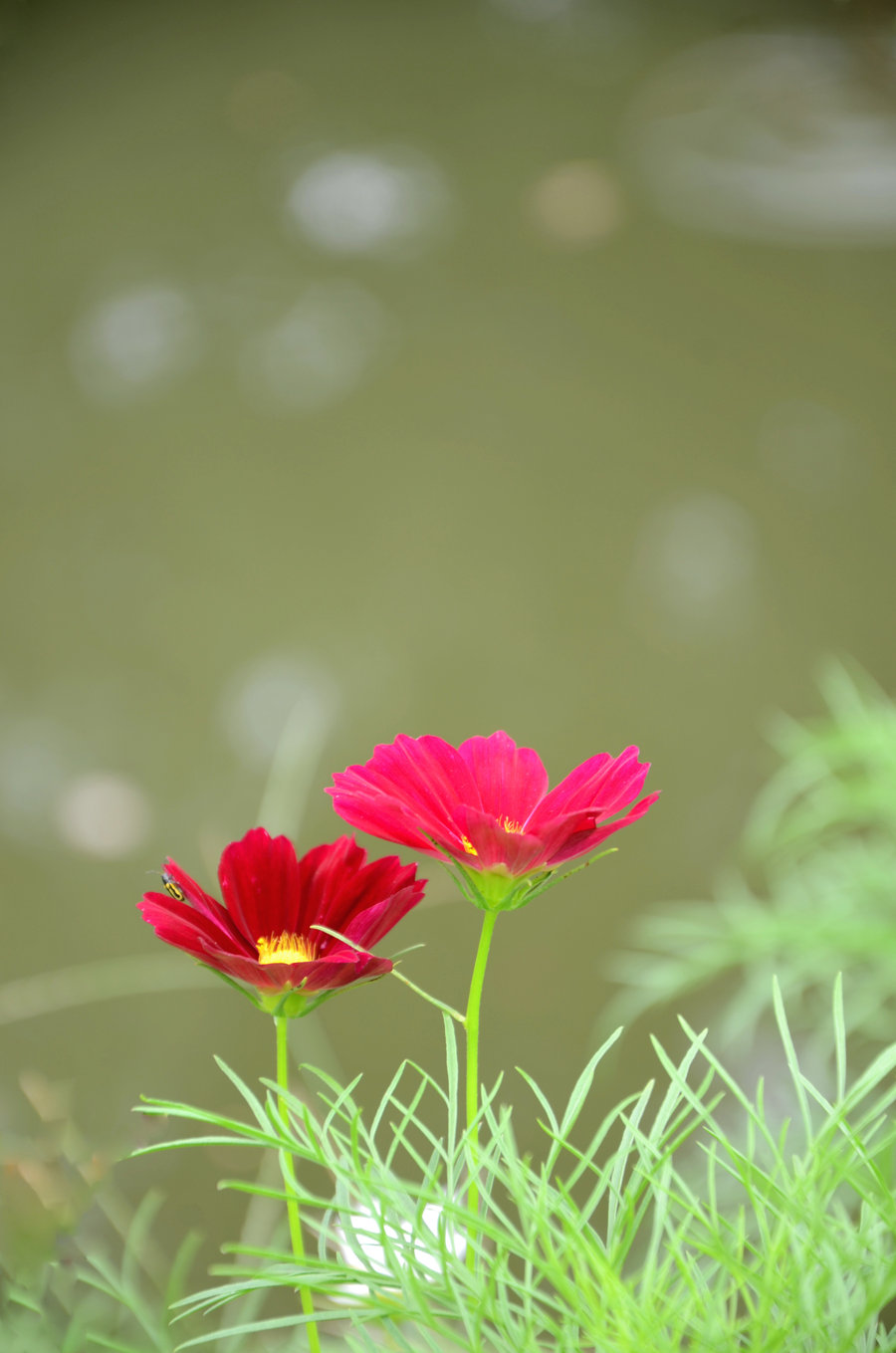 格桑花