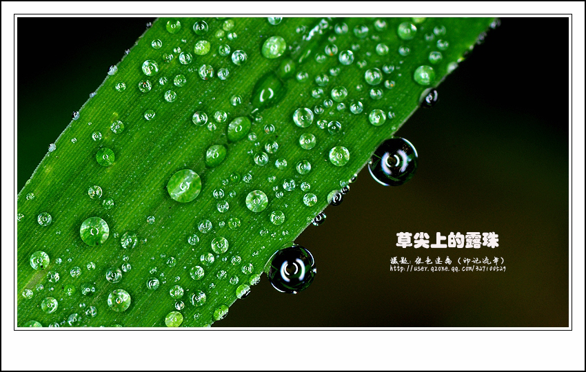 =草尖上的露珠=