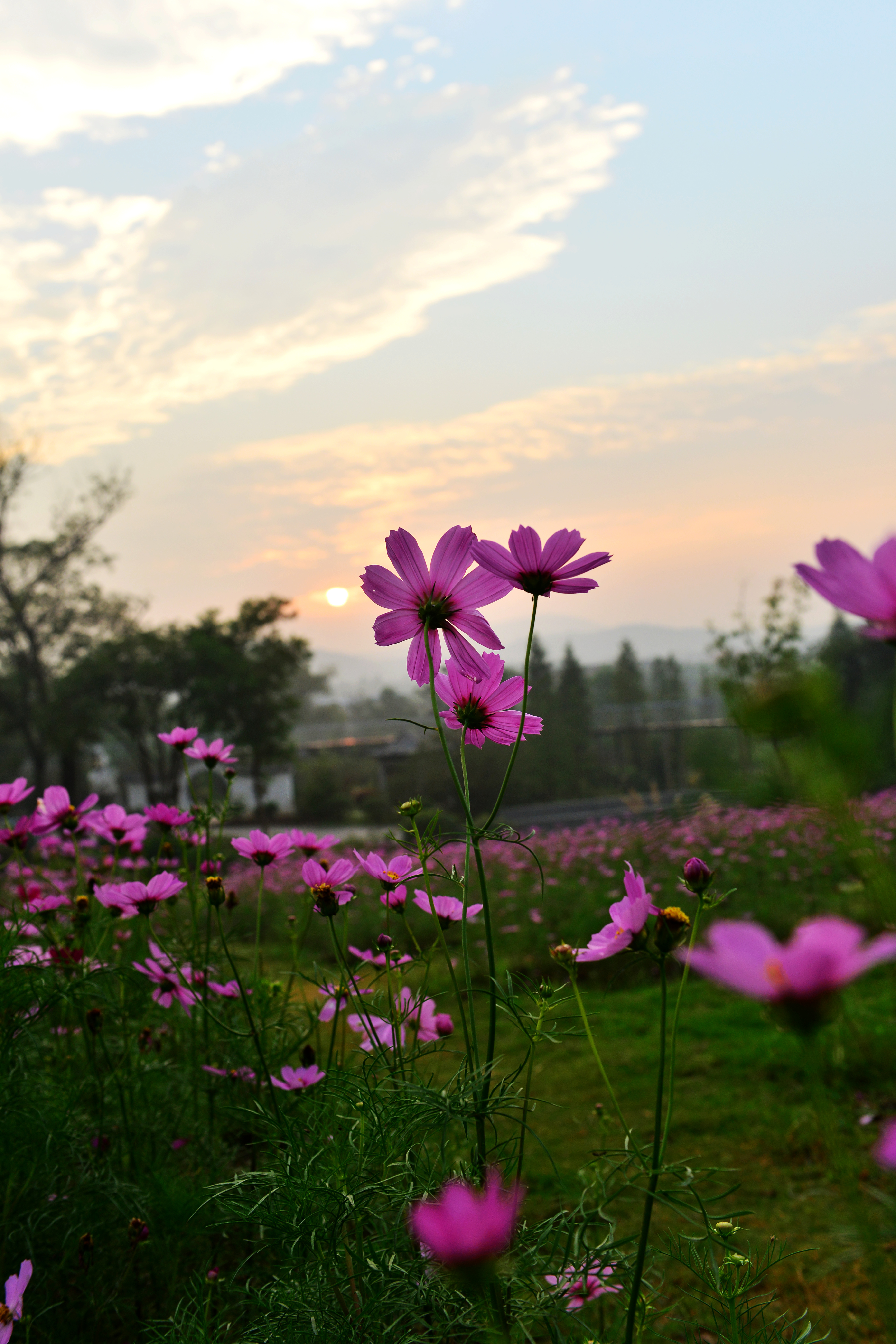 【格桑花*夕阳】