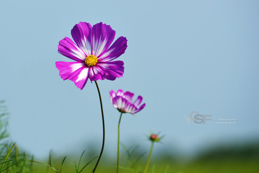 格桑花,幸福之花