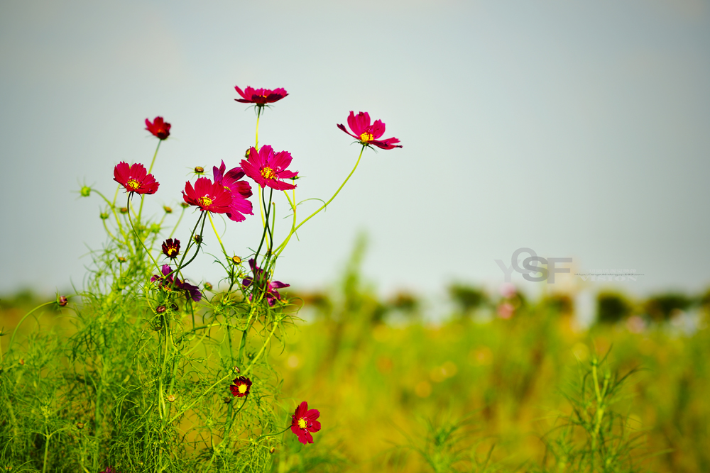 格桑花,幸福之花