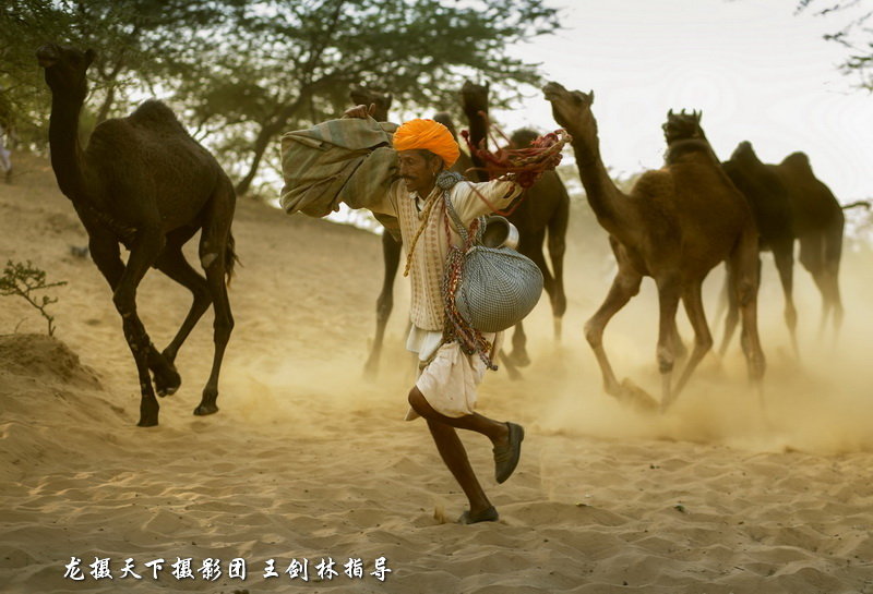 【精选印度骆驼节摄影作品十二张分享摄影图片