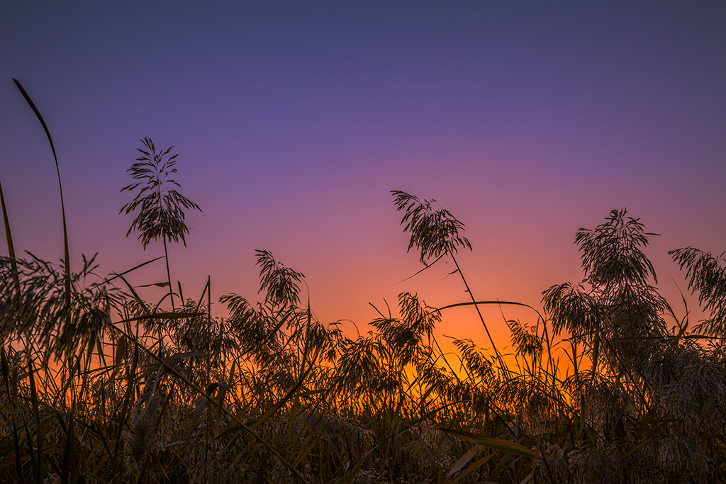 芦苇里的夕阳(续2)