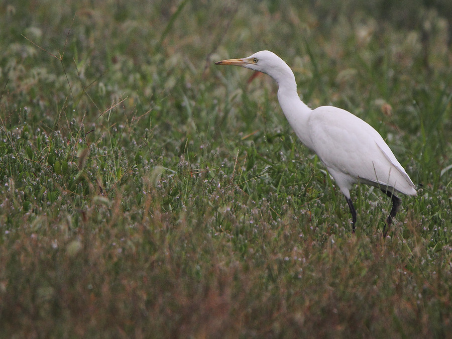 【湿地公园拍摄鸟类摄影图片】生态摄影