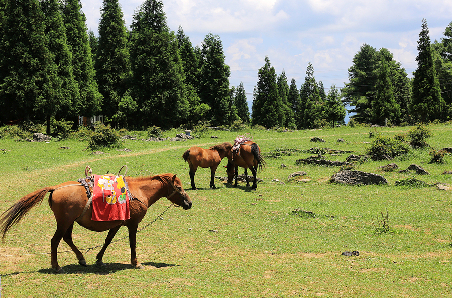 千野草场小景2