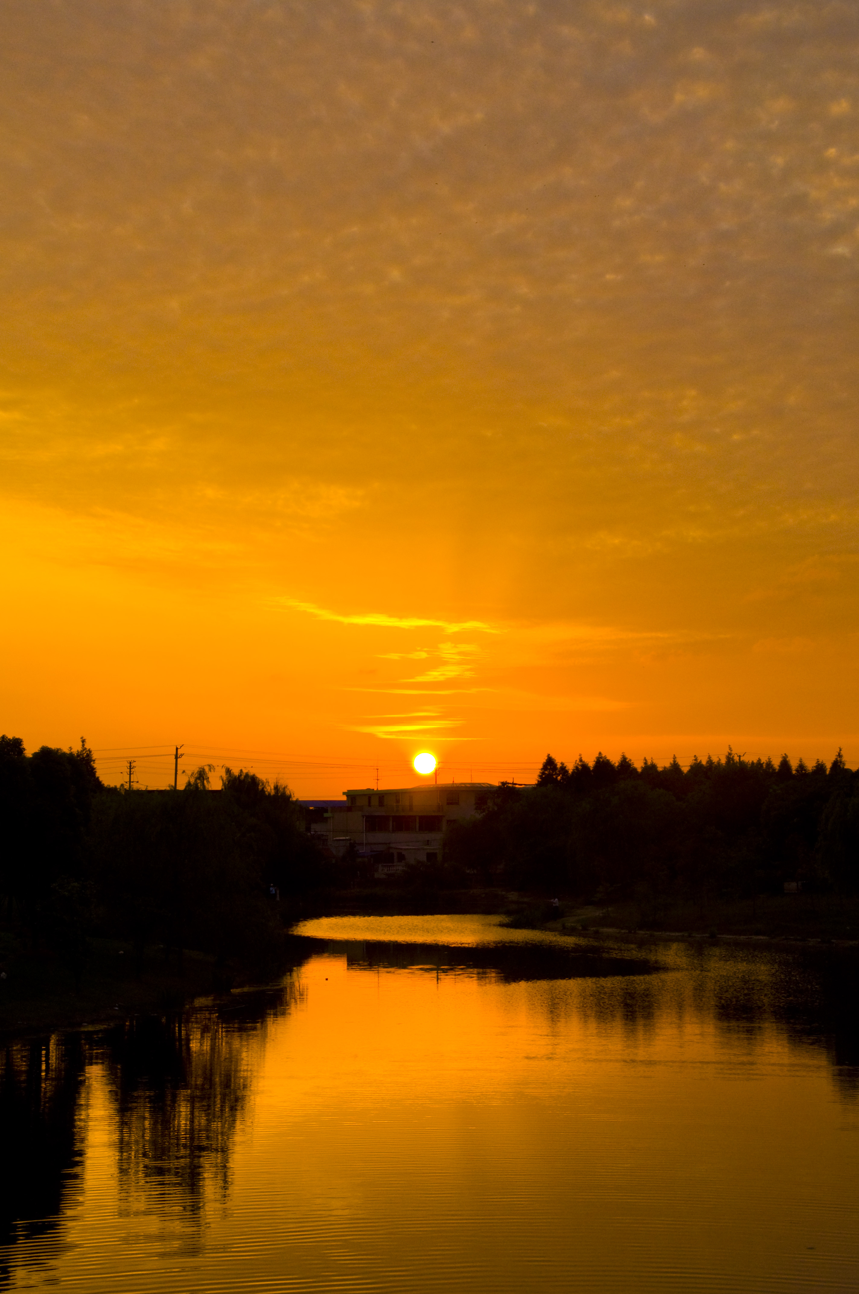 夕阳红