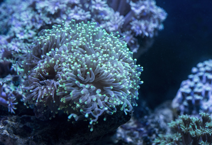 【珊瑚虫摄影图片】生态摄影