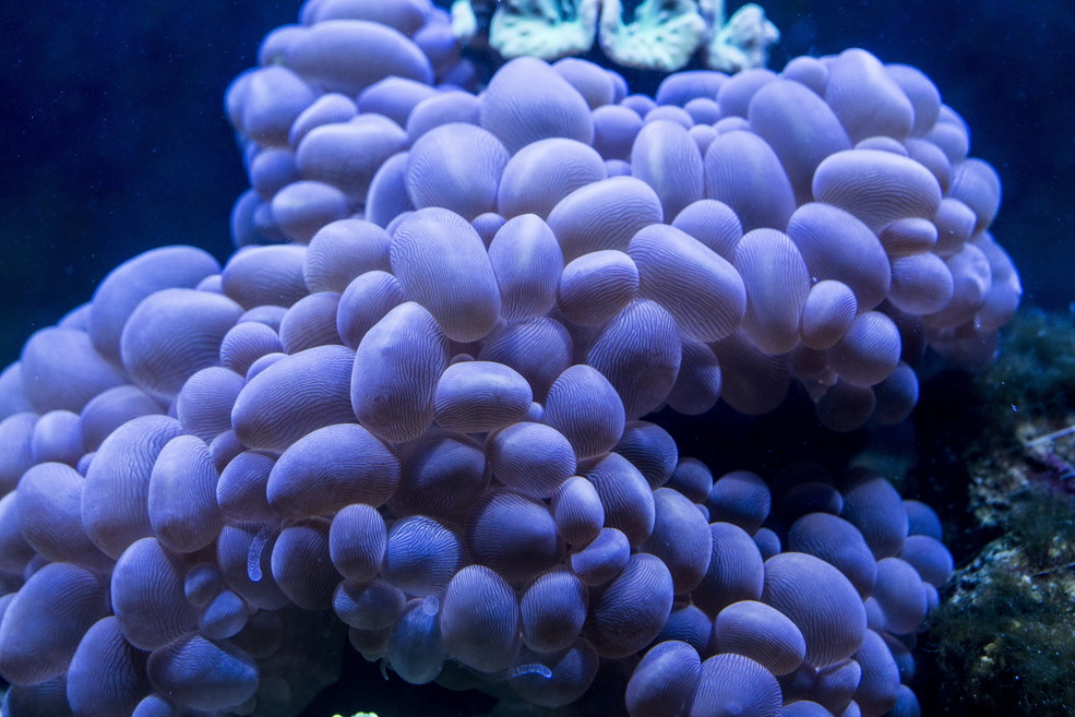珊瑚虫