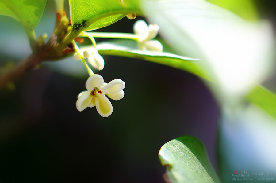 桂花 等