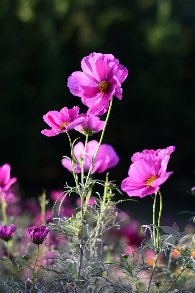 九月菊花开