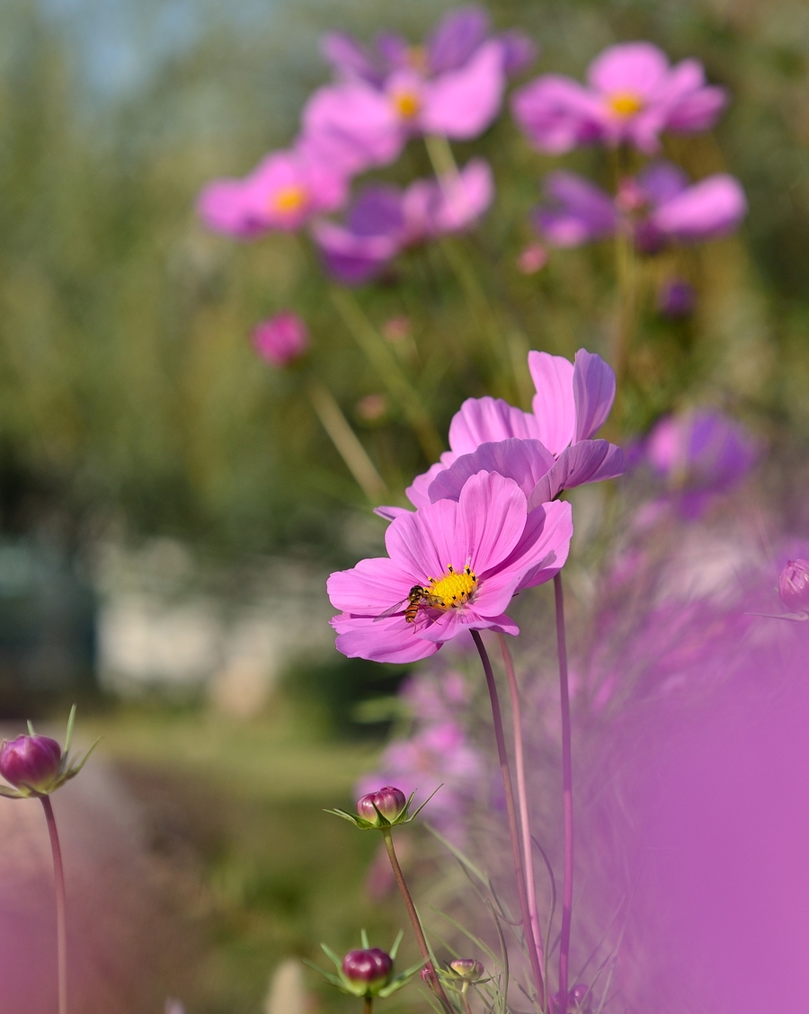 格桑花