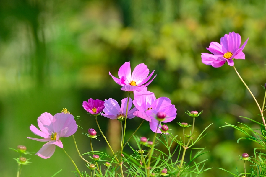 格桑花