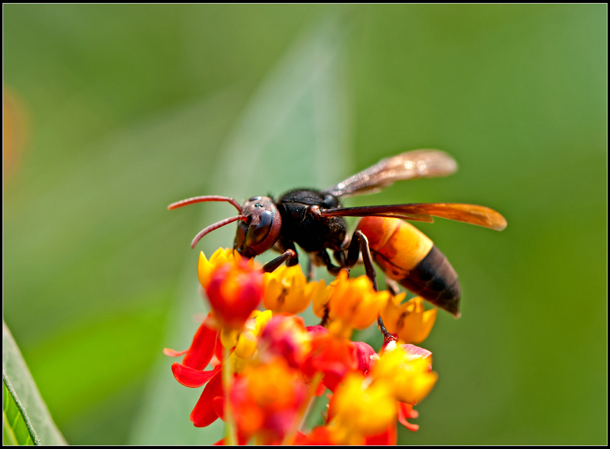 【马蜂中的大黄蜂摄影图片】河南生态摄影_太平洋电脑网摄影部落