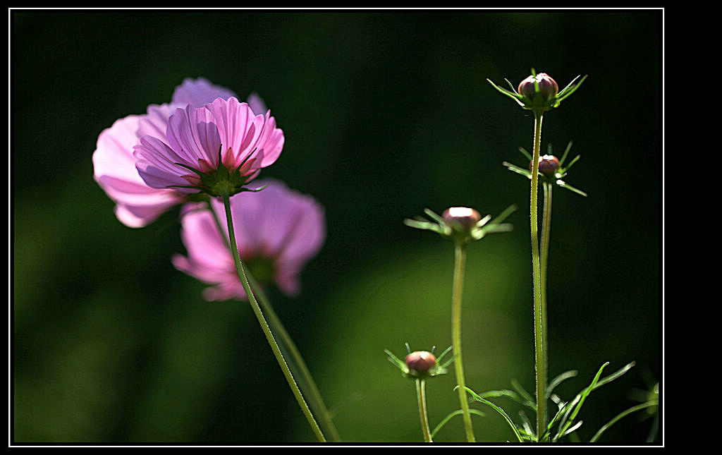 格桑花