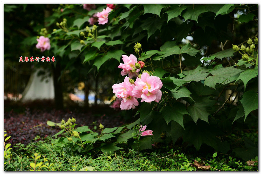 芙蓉花开 幸福来