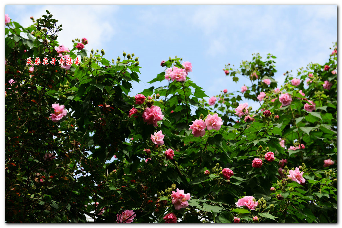 芙蓉花开 幸福来