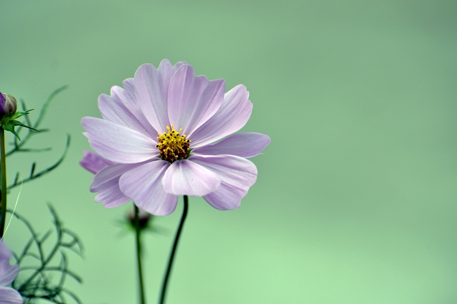 波斯菊花