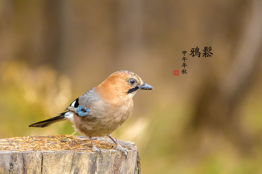 松鸦