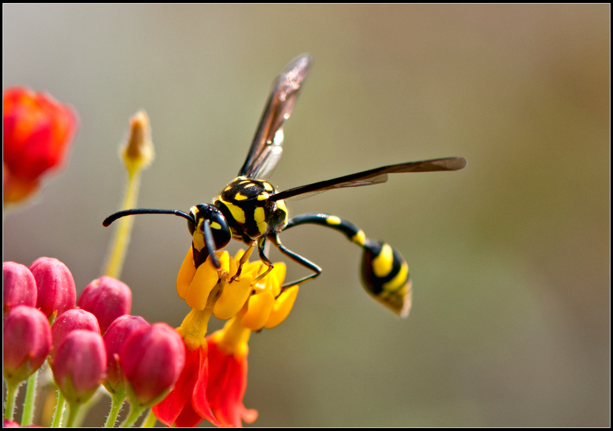 昆虫之美™ 女王蜂&工蜂|摄影|微距|大洲与积田 - 原创作品 - 站酷 (ZCOOL)