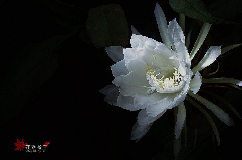 昙花