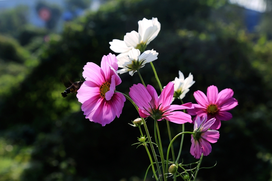 格桑花儿开