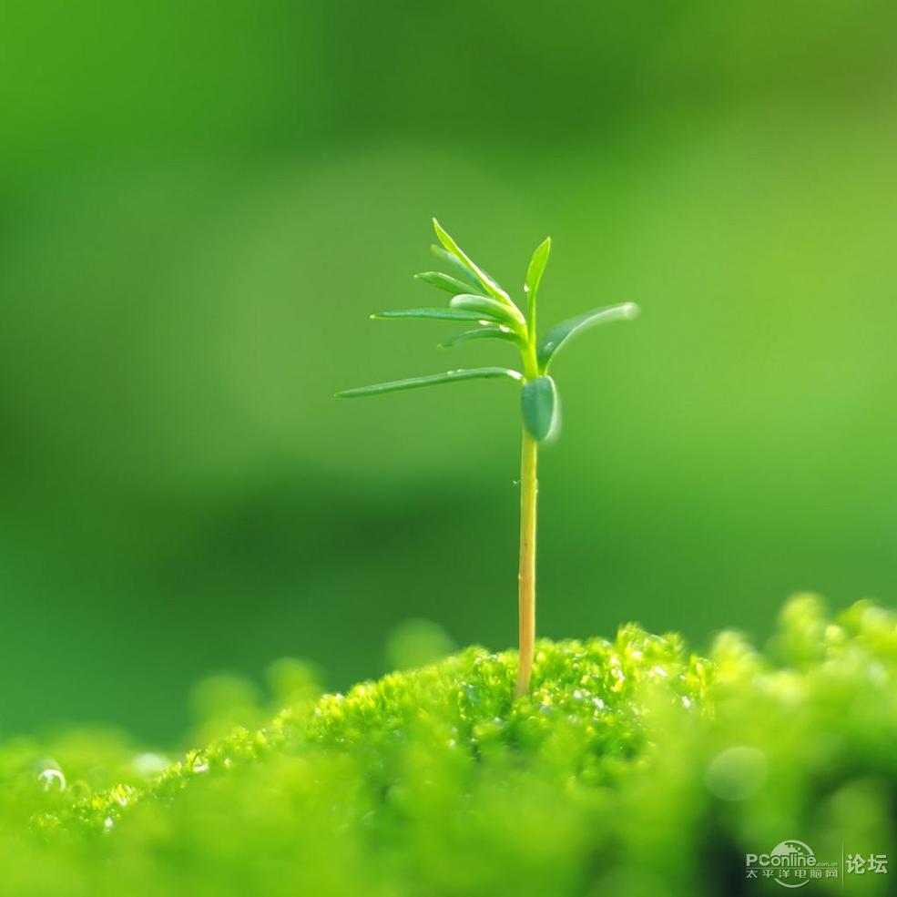 唯美绿色植物摄影壁纸 第一辑_平板壁纸论坛_太平洋网