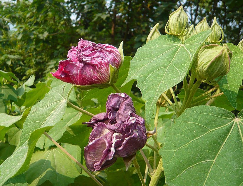 花开花谢之芙蓉