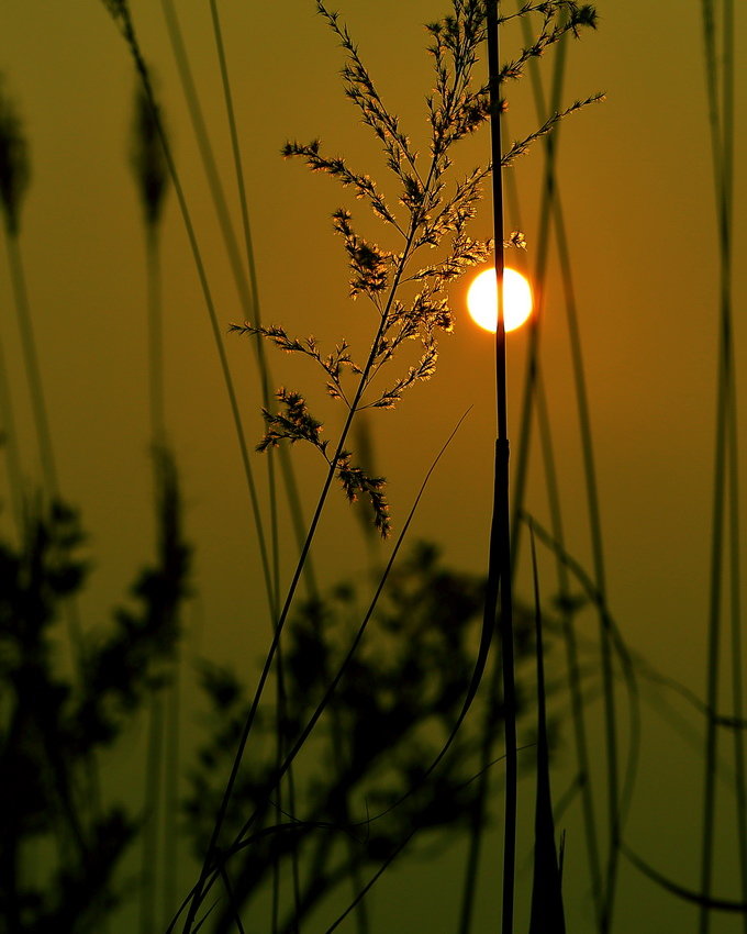 秋凉暖夕意