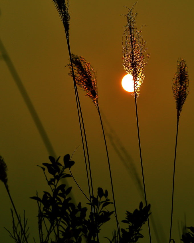 秋凉暖夕意