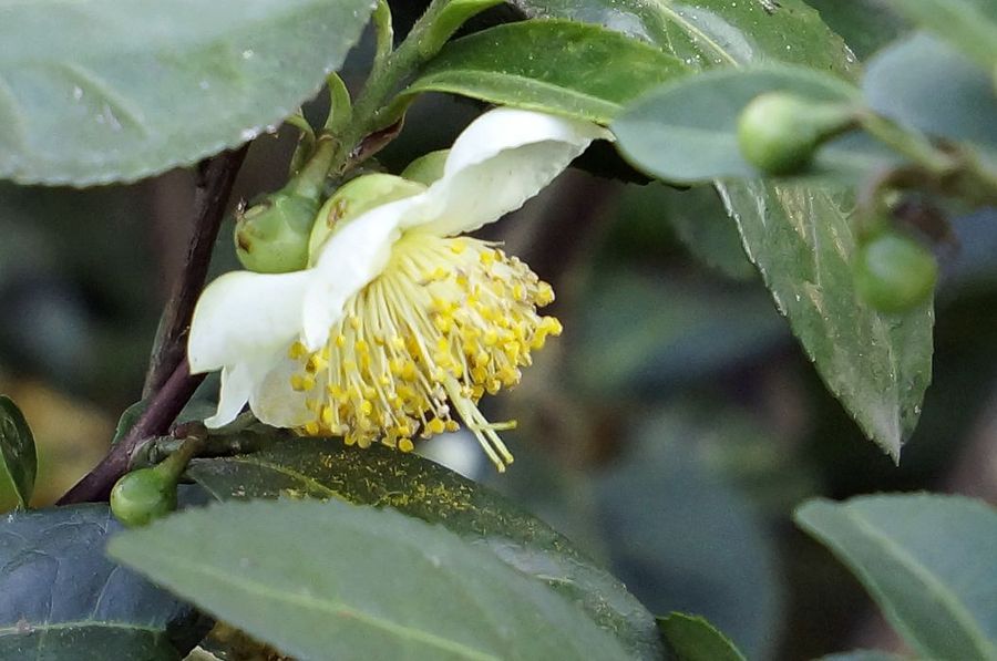 茶叶的花(2)图片