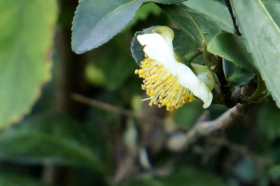 茶叶的花(2)图片