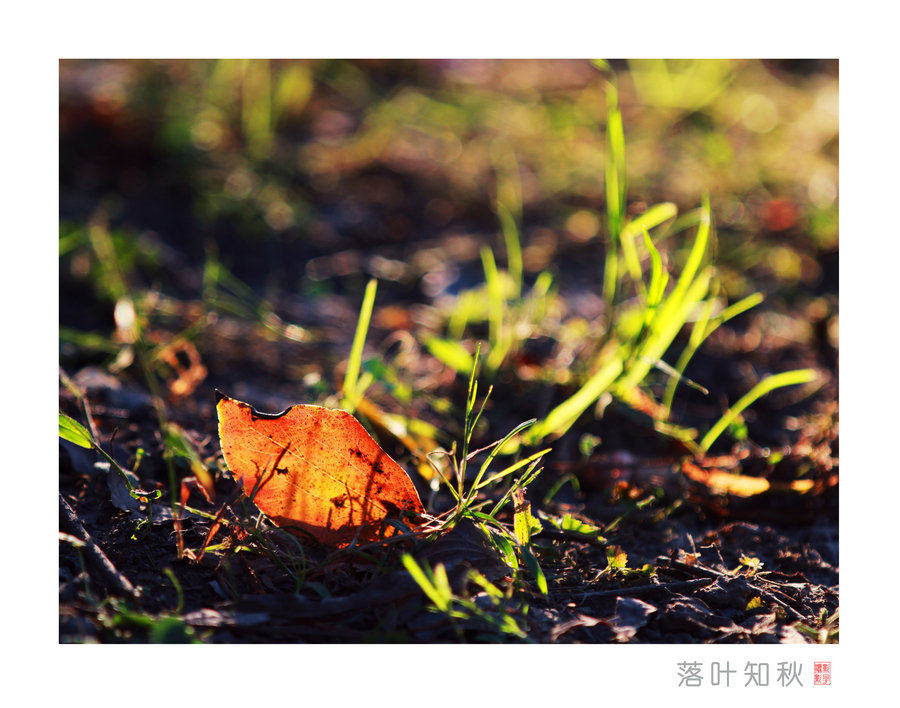落叶知秋图片