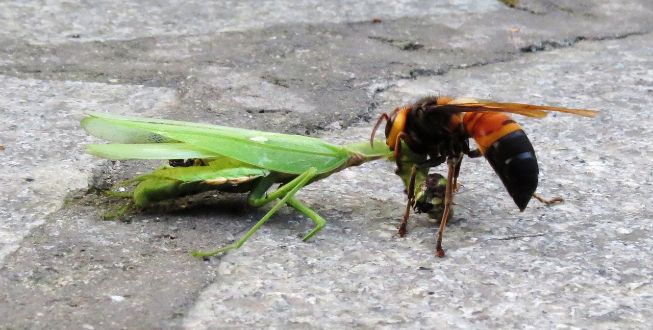 大黄蜂捕食螳螂
