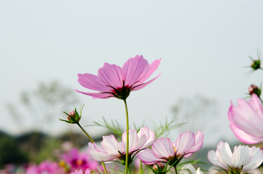 格桑花