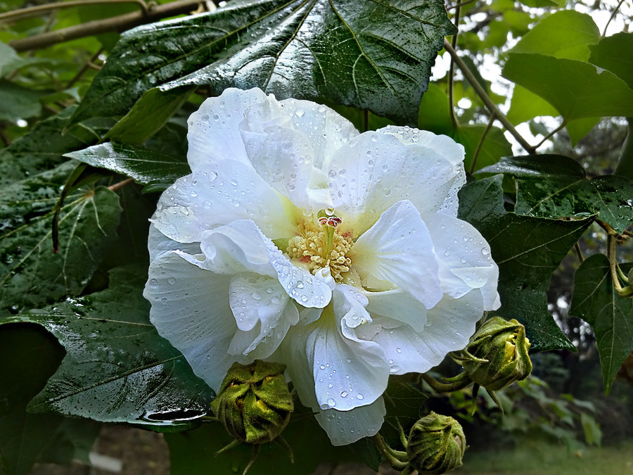 七彩芙蓉花