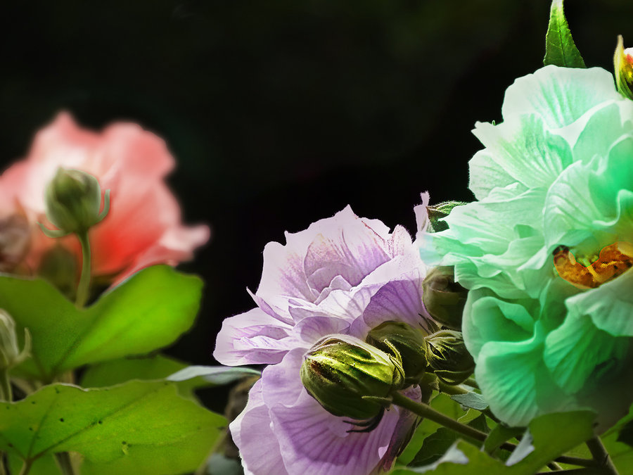 七彩芙蓉花