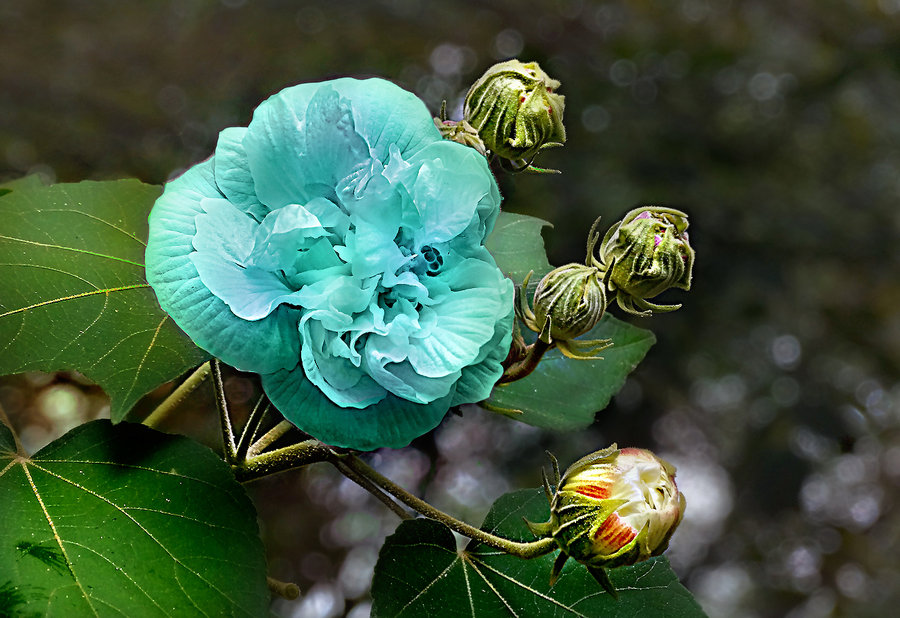 七彩芙蓉花