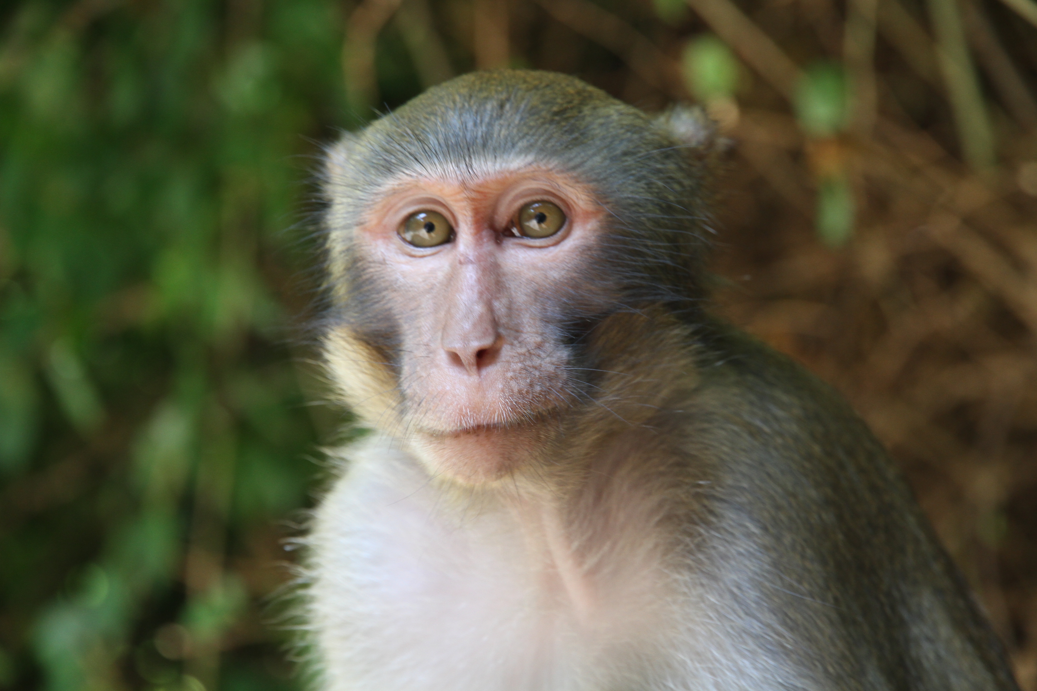 海南南湾猴岛可爱的猕猴