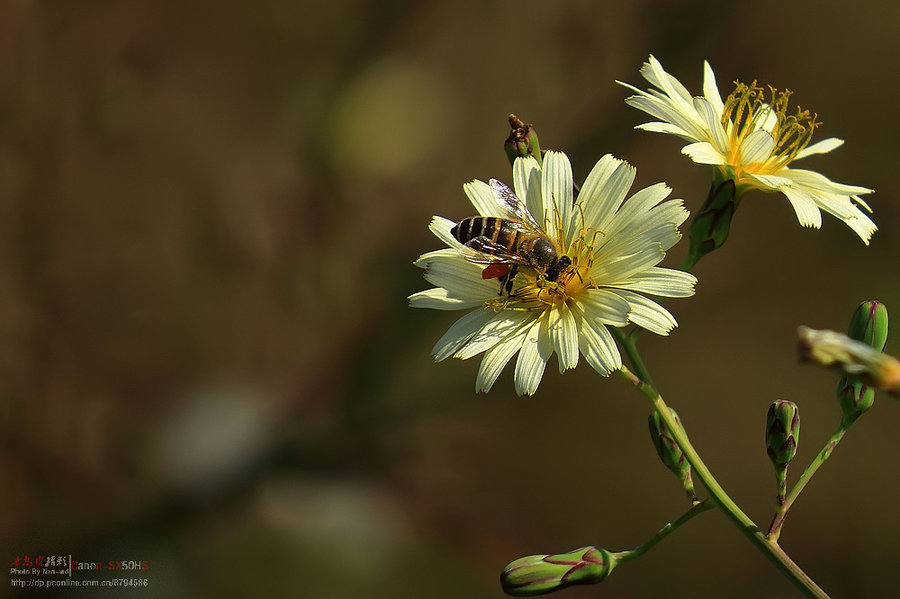 苦菜花,红薯花