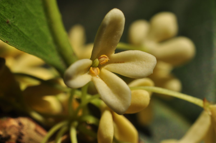 近拍桂花