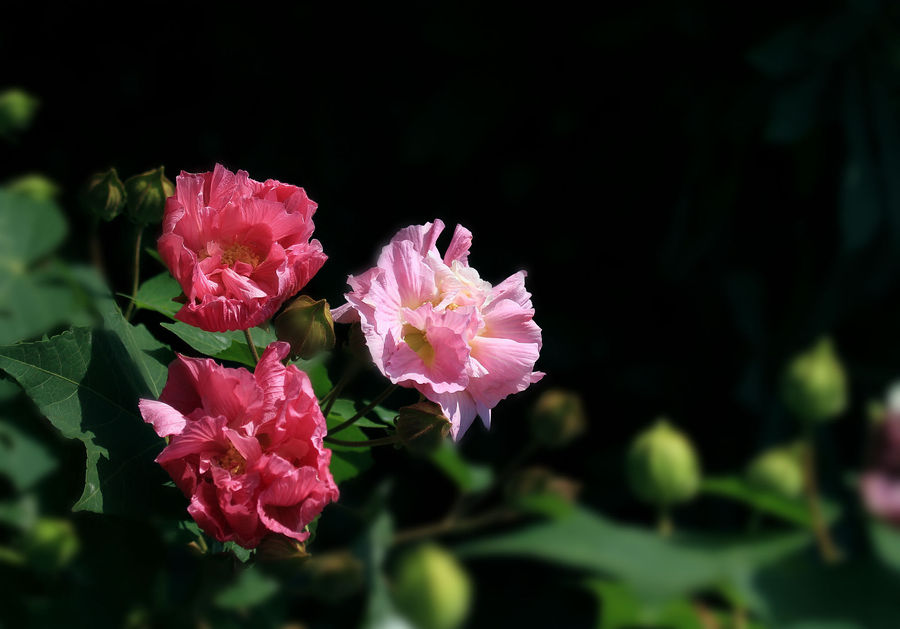 木芙蓉