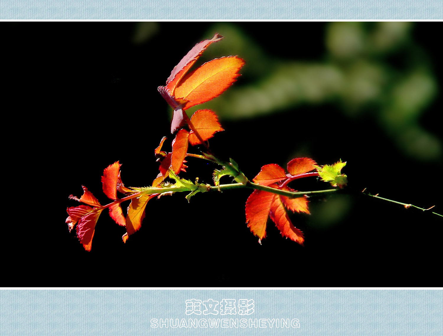 秋叶如花(月季花叶)