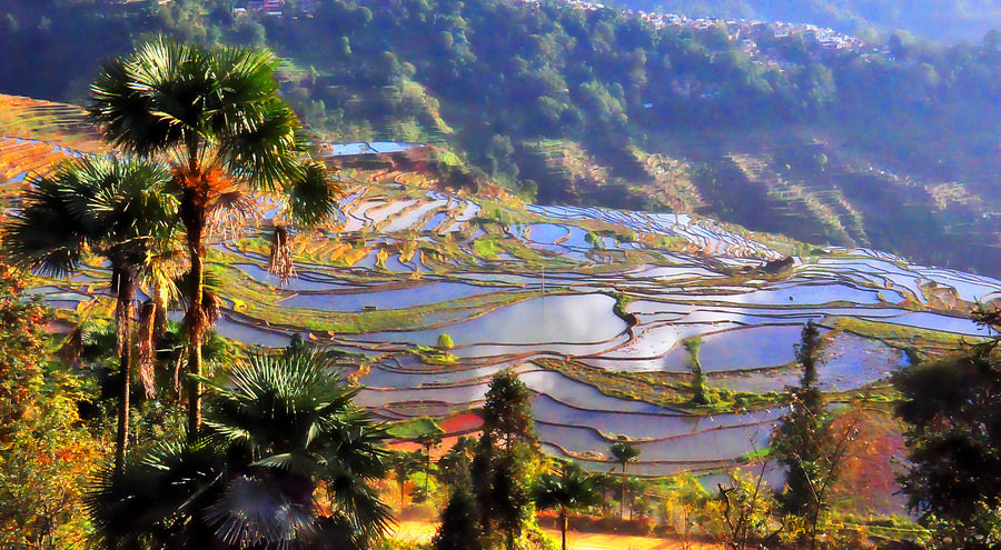 红河梯田