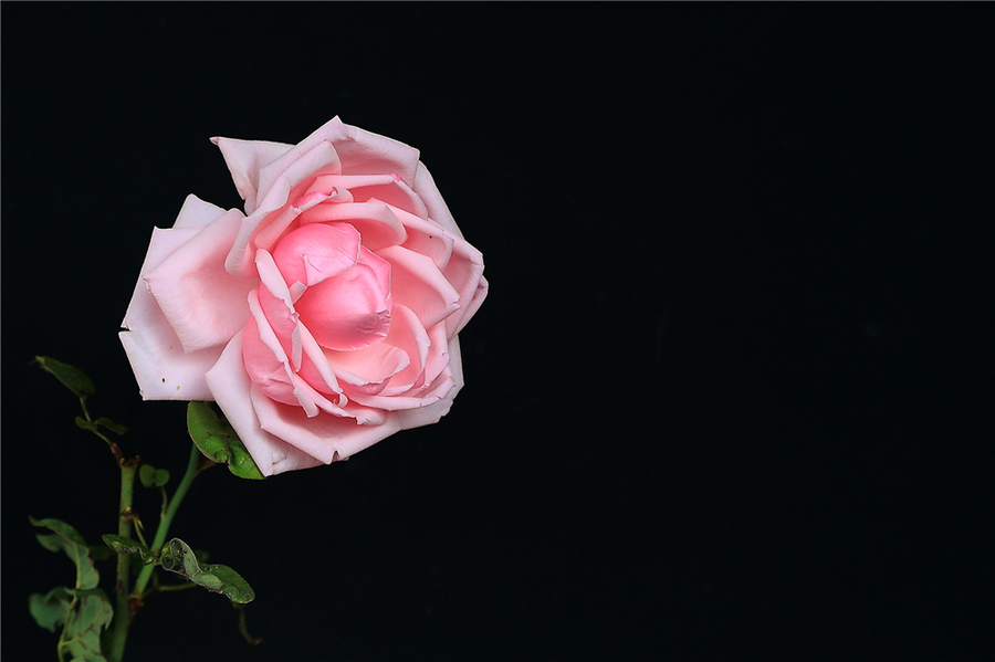 月季花