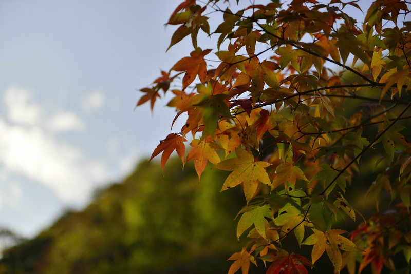 【雾霾中的秋色--雅安东拉山、神木垒秋游摄影