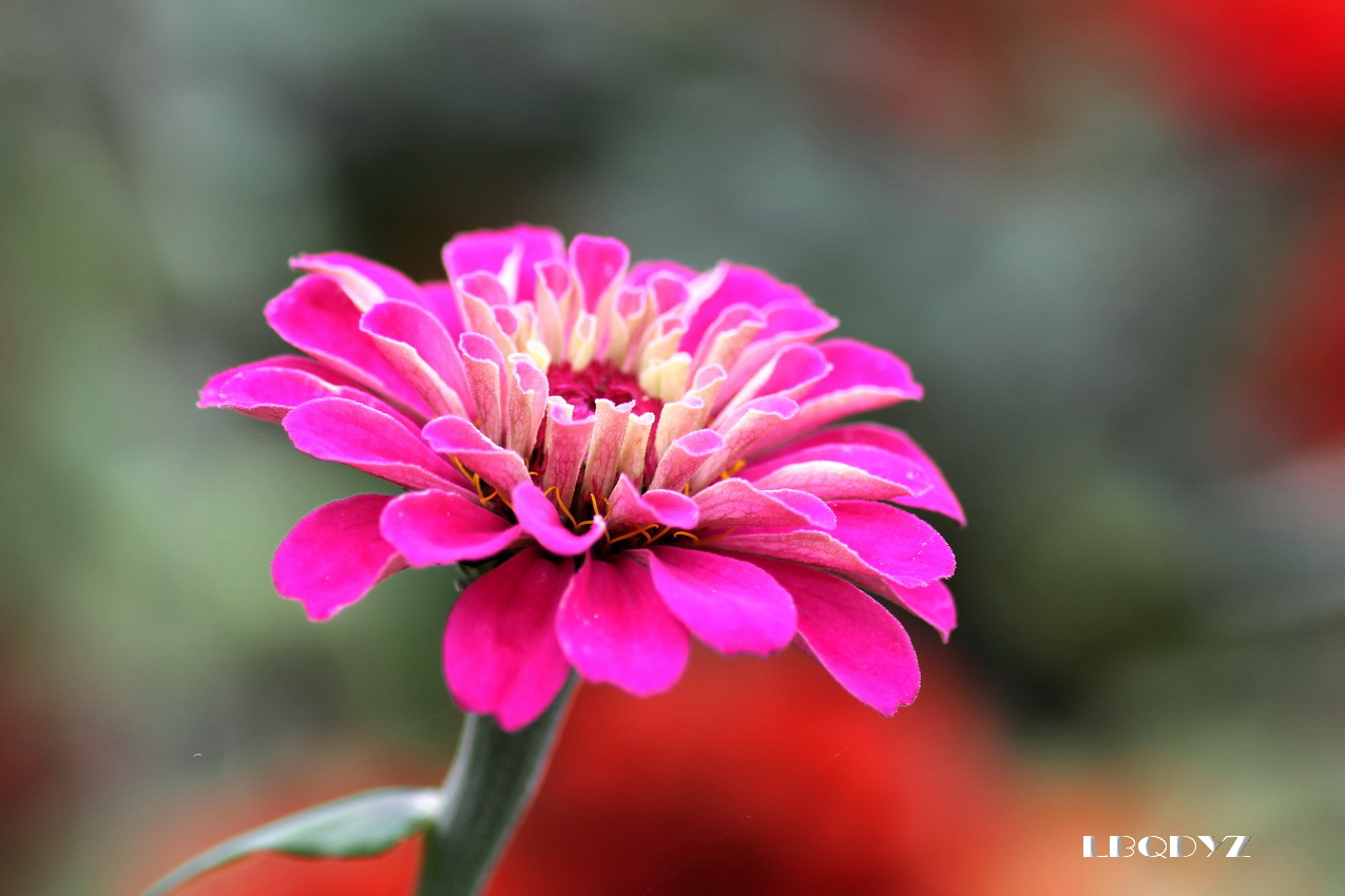 秋花不比春花落