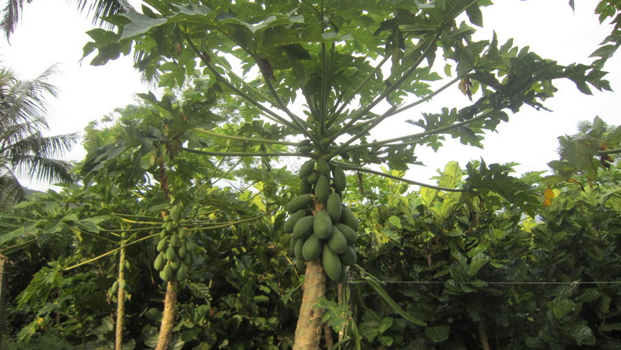 【海南木瓜农场的木瓜熟了摄影图片】风光旅游