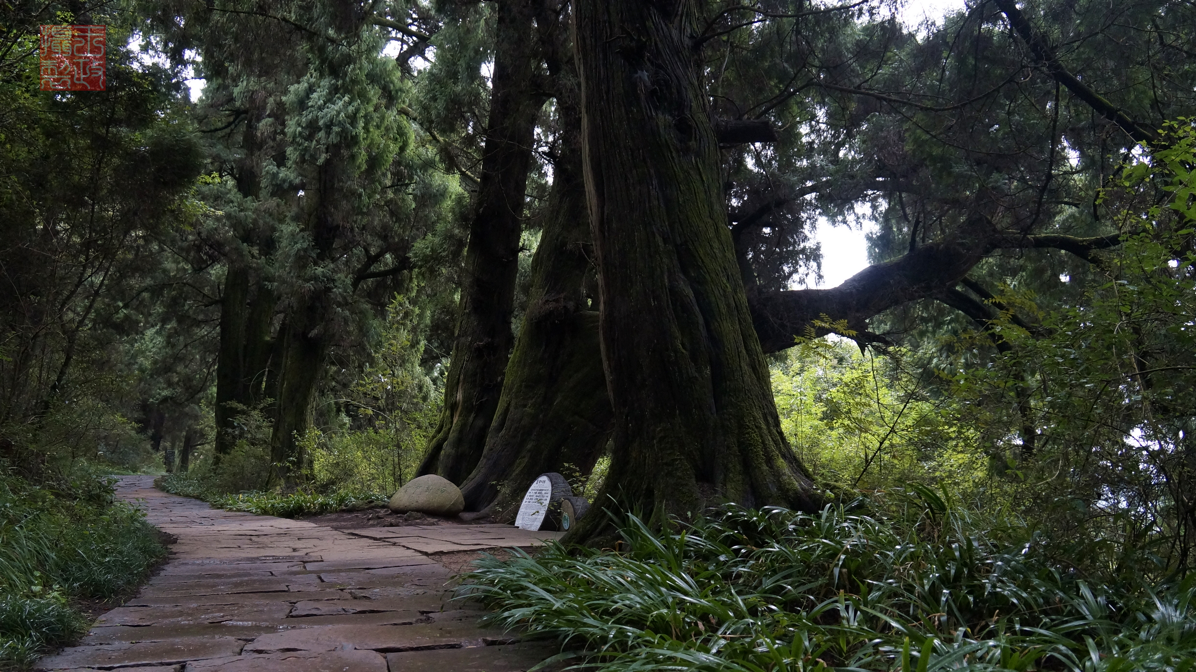 行摄川北——古蜀道(翠云廊)